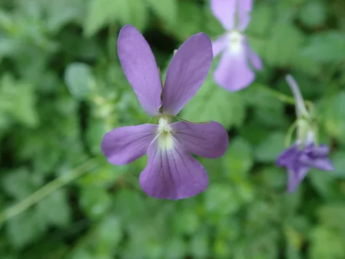 Photo: (c) bigayon, some rights reserved · CC BY · via iNaturalist viola (Viola cornuta), photograph