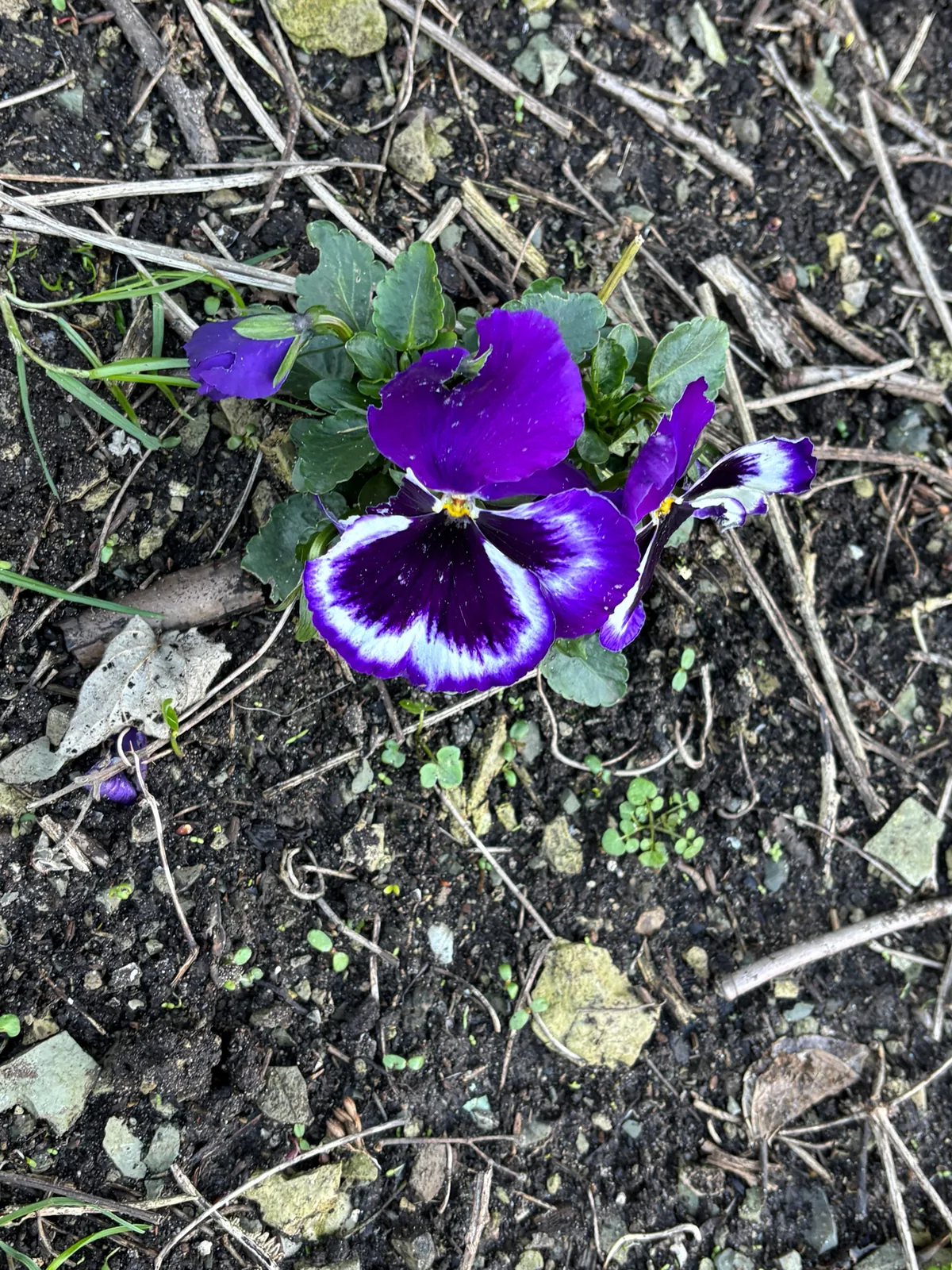 Photo: Jose Gutierrez Higa, via iNaturalist · CC BY · via GBIF pansy (Viola × wittrockiana), photograph