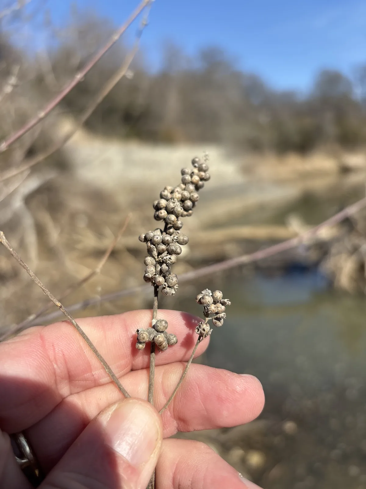vitex (Vitex agnus-castus), photograph