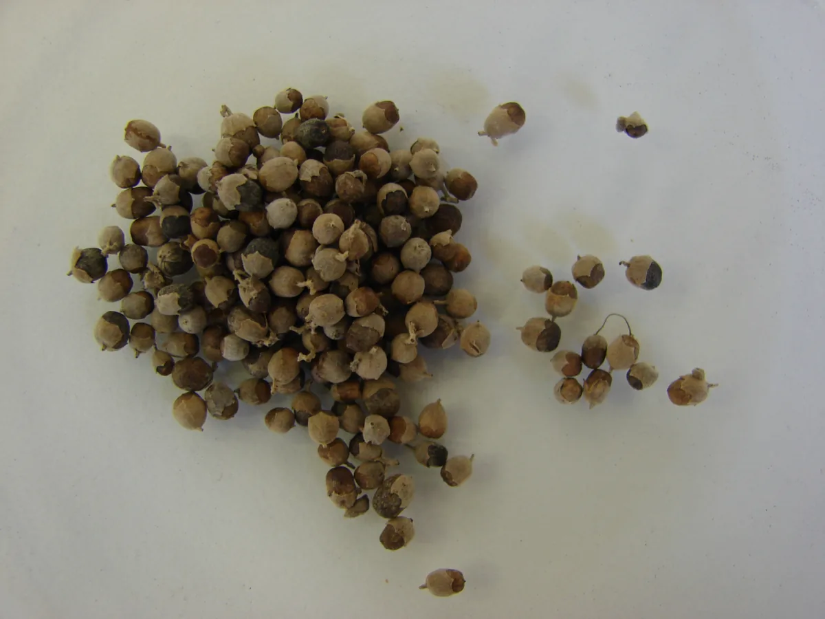 vitex (Vitex agnus-castus), photograph