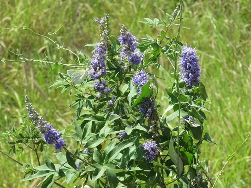 Photo: (c) Alexis López Hernández, some rights reserved · CC BY · via iNaturalist vitex (Vitex agnus-castus), photograph