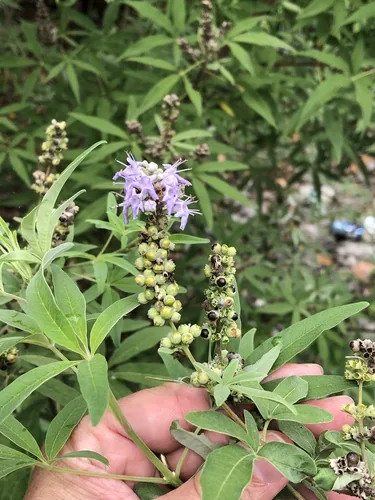 vitex (Vitex agnus-castus), photograph
