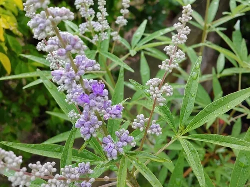 vitex (Vitex agnus-castus), photograph