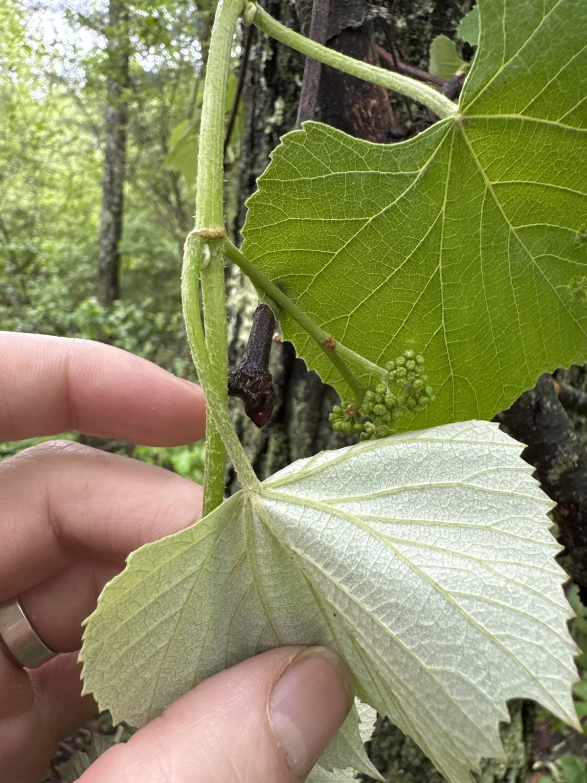Photo: naturalist charlie, via iNaturalist · CC BY · via GBIF Fox Grape (Vitis labrusca), photograph