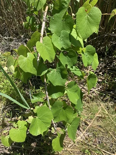 Concord Grape (Vitis labrusca), photograph