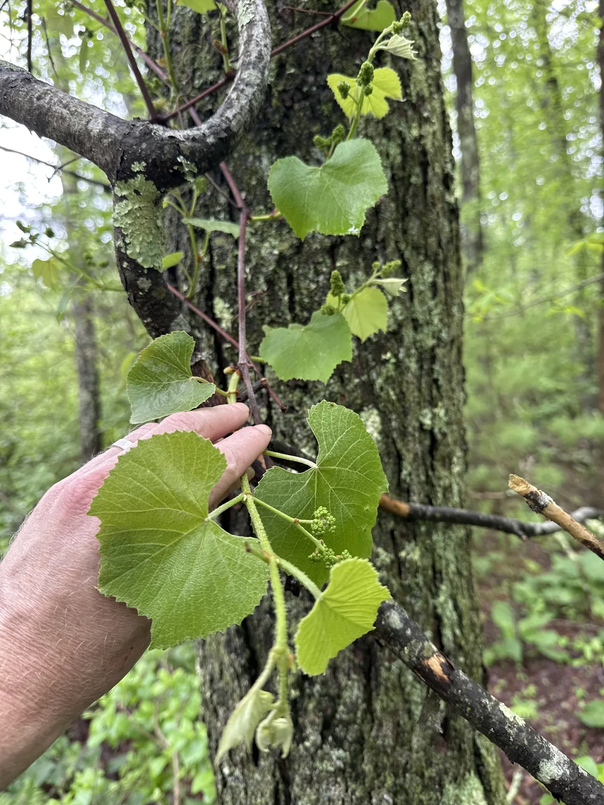 Concord Grape (Vitis labrusca), photograph
