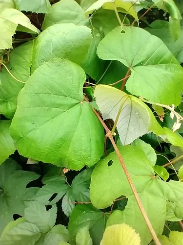 Concord Grape (Vitis labrusca), photograph