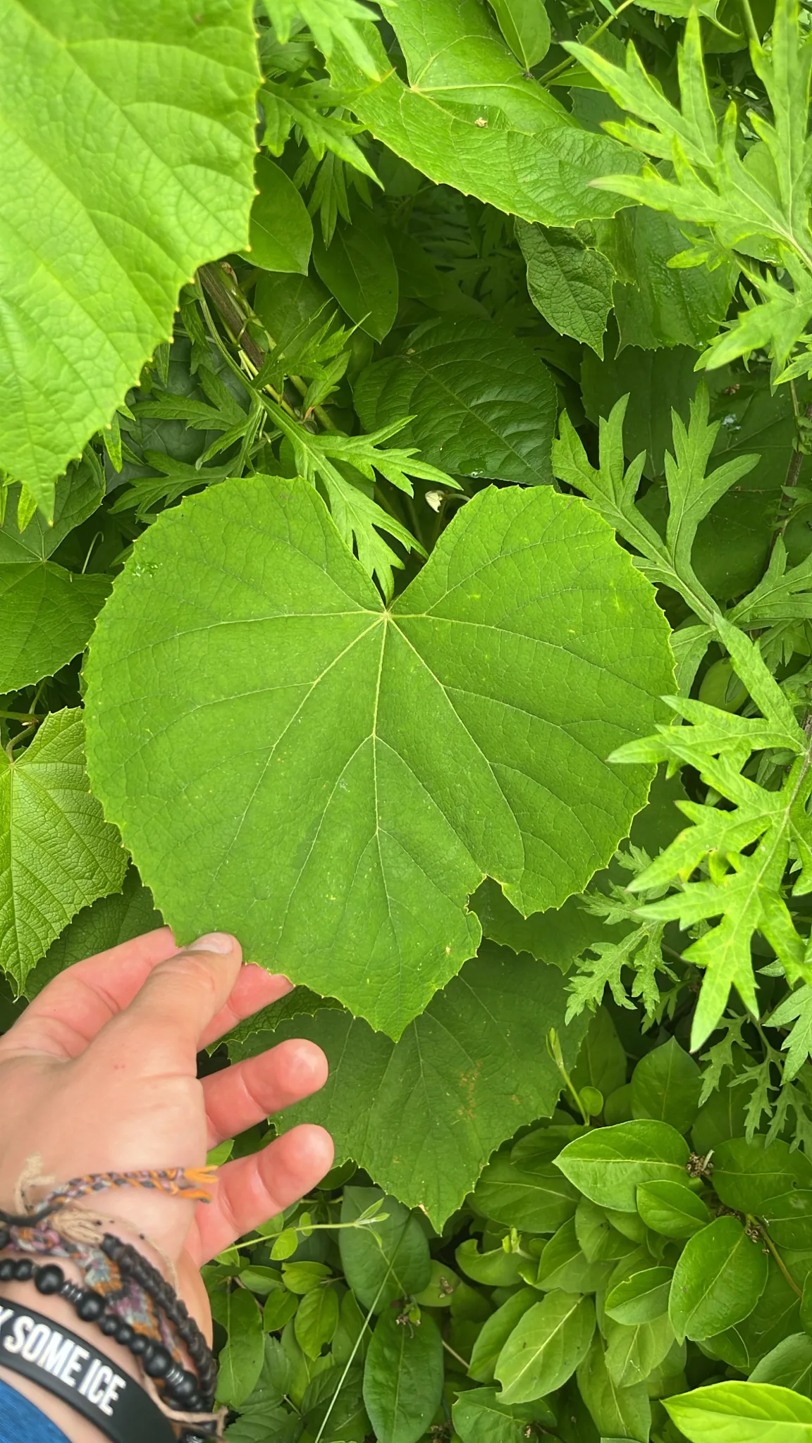 Concord Grape (Vitis labrusca), photograph