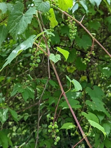Photo: (c) Skyler Principe, some rights reserved (CC BY) · cc-by · via iNaturalist Riverbank Grape (Vitis riparia), photograph