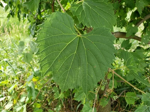 Photo: (c) Tyler Bishop, some rights reserved · CC BY · via iNaturalist riverbank grape (Vitis riparia), photograph