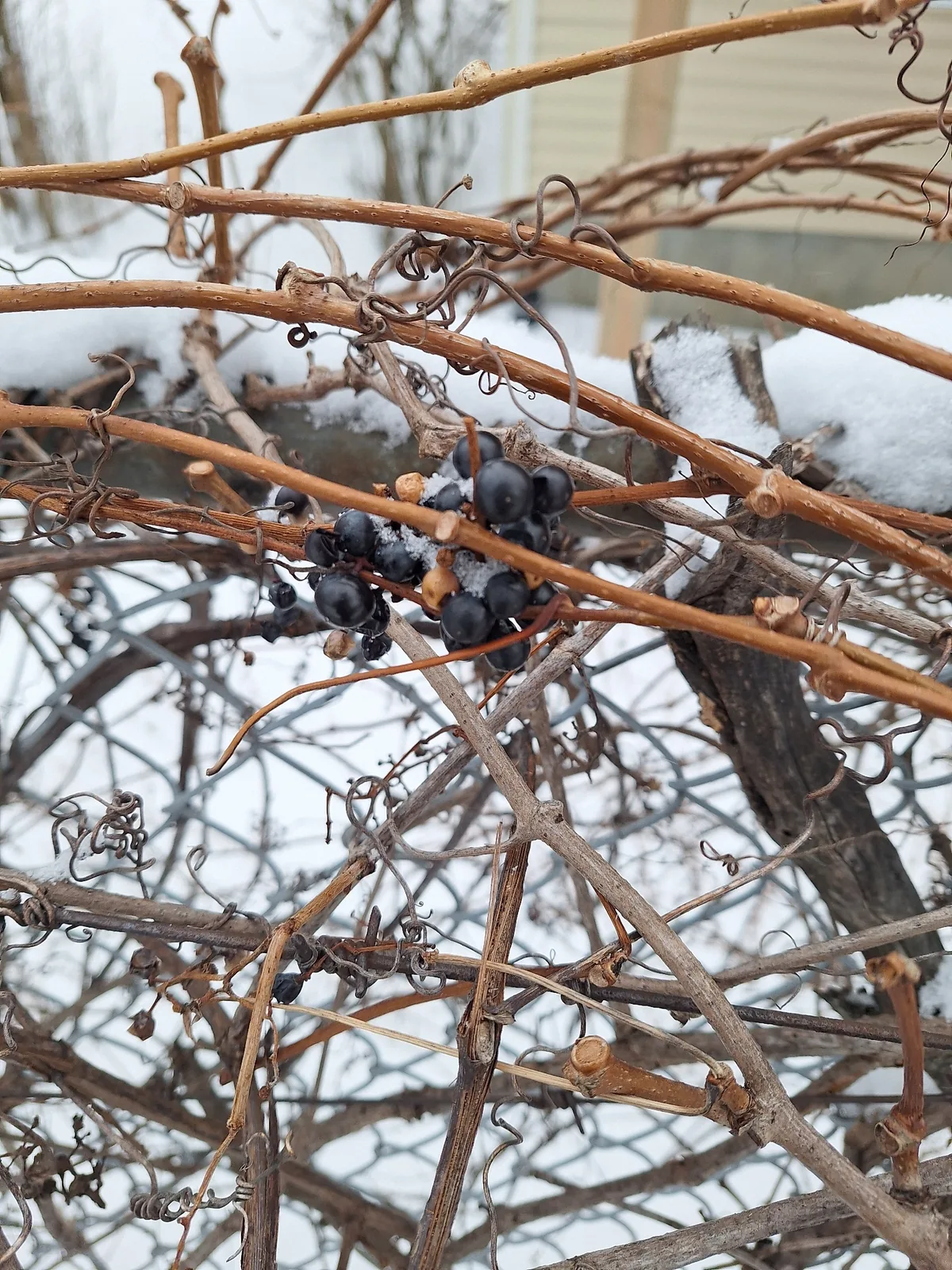 Riverbank Grape (Vitis riparia), photograph