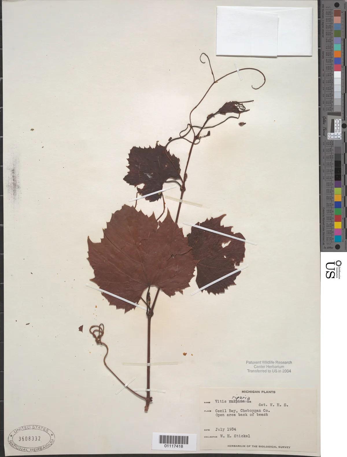 Riverbank Grape (Vitis riparia), photograph