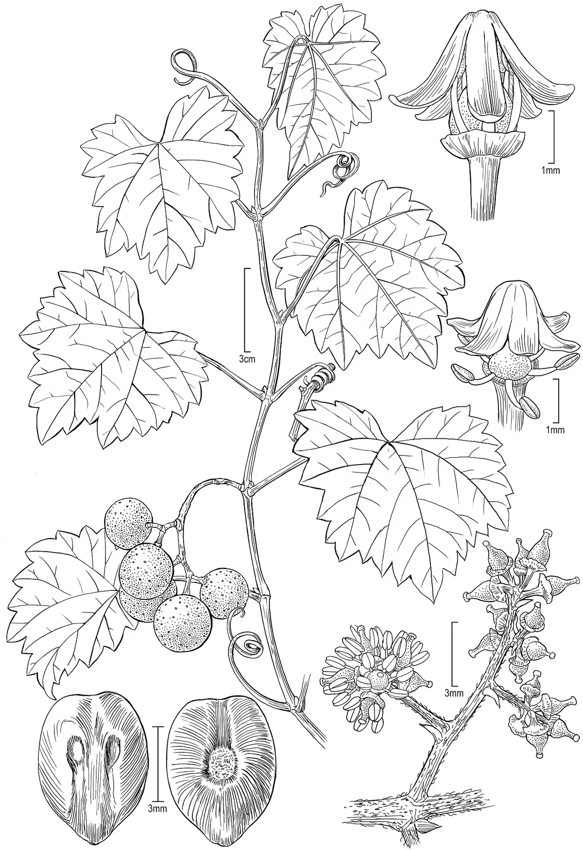 muscadine grape (Vitis rotundifolia), photograph