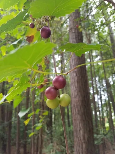 Photo: no rights reserved · cc0 · via iNaturalist Muscadine Grape, photograph