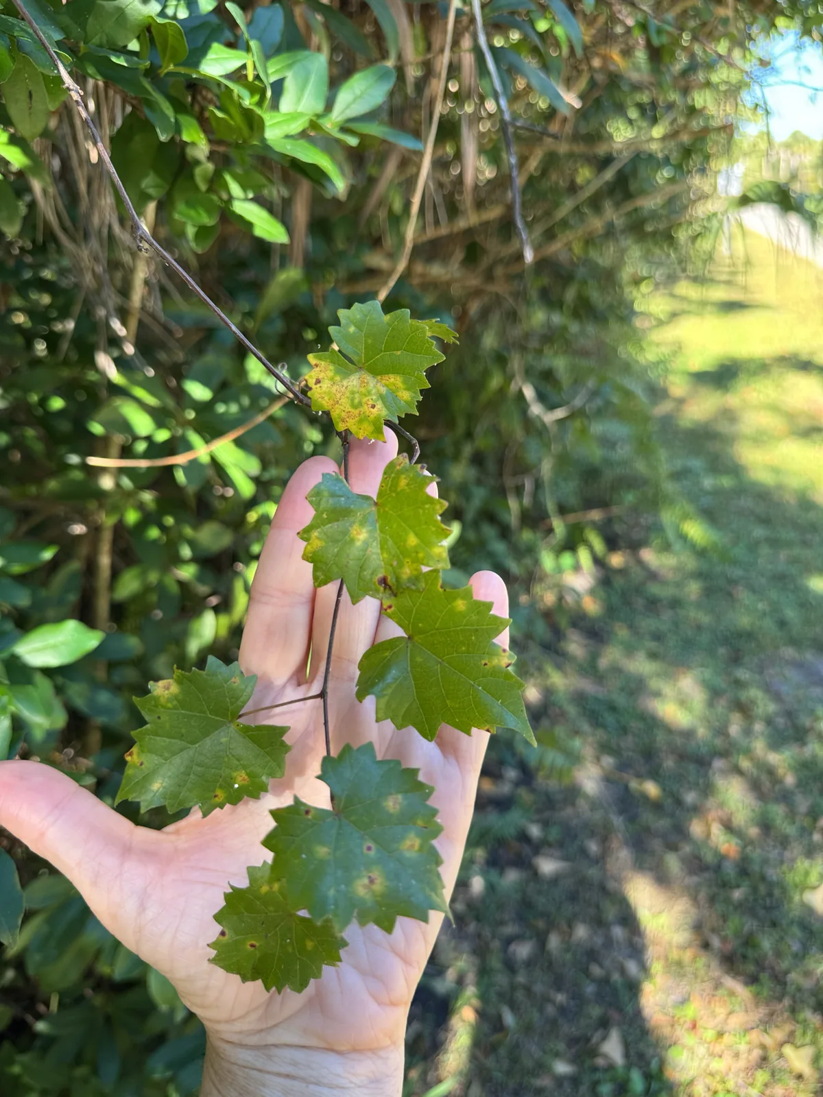 muscadine grape (Vitis rotundifolia), photograph