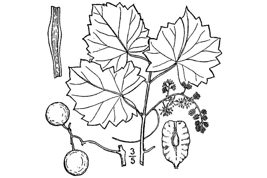 muscadine grape (Vitis rotundifolia), botanical illustration
