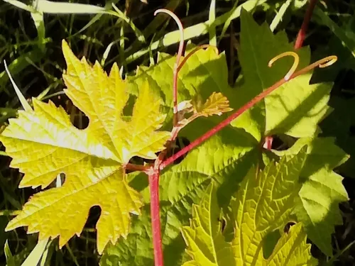 grape (Vitis vinifera), photograph
