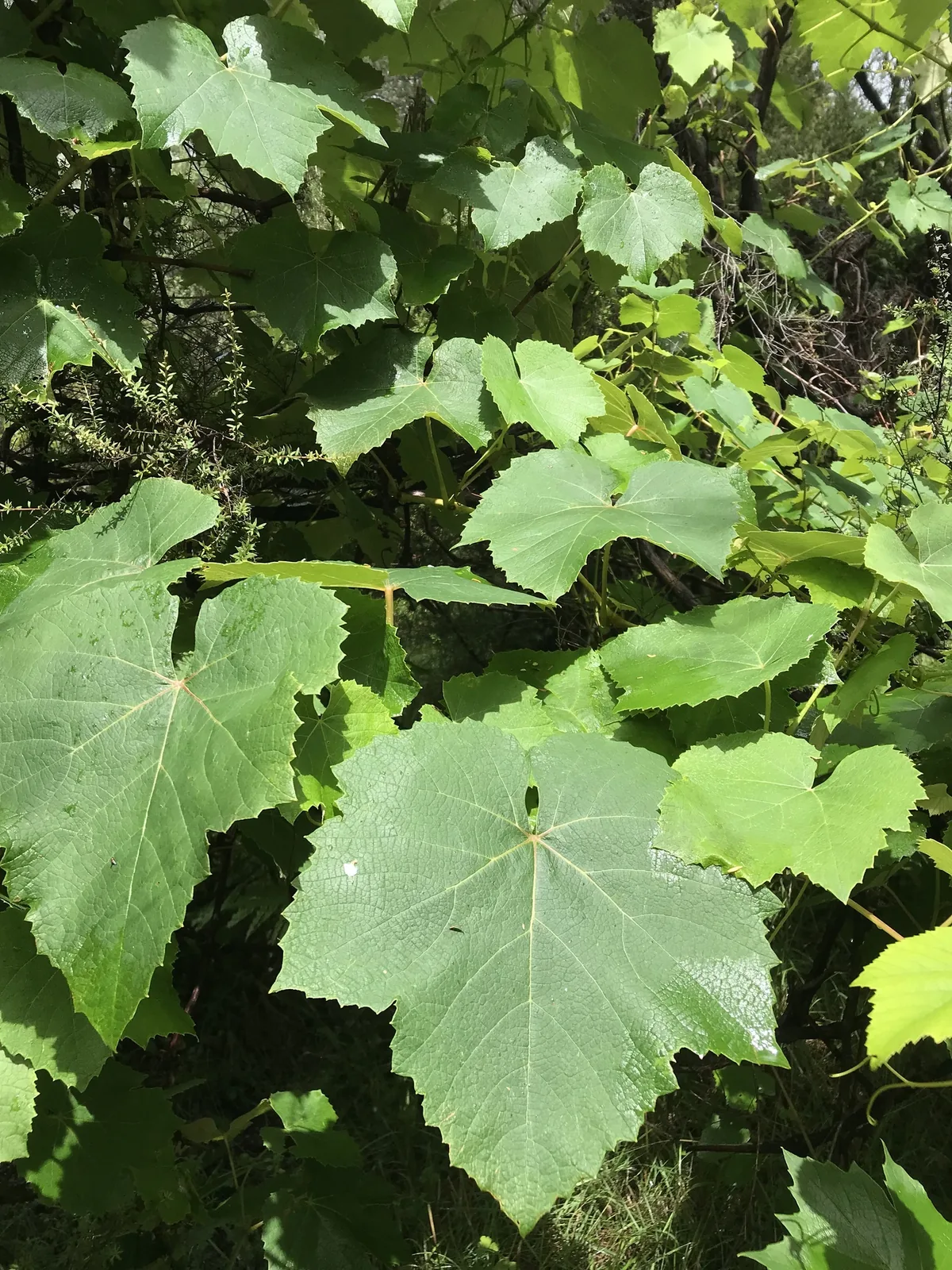 grape (Vitis vinifera), photograph