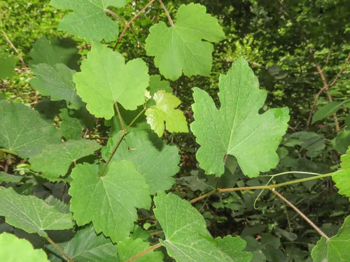 grape (Vitis vinifera), photograph