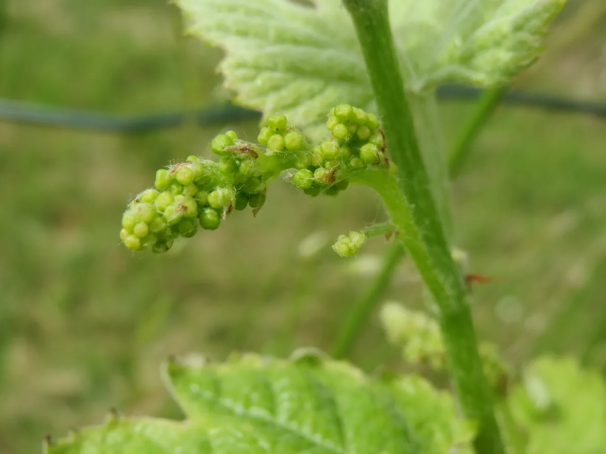 grape (Vitis vinifera), photograph