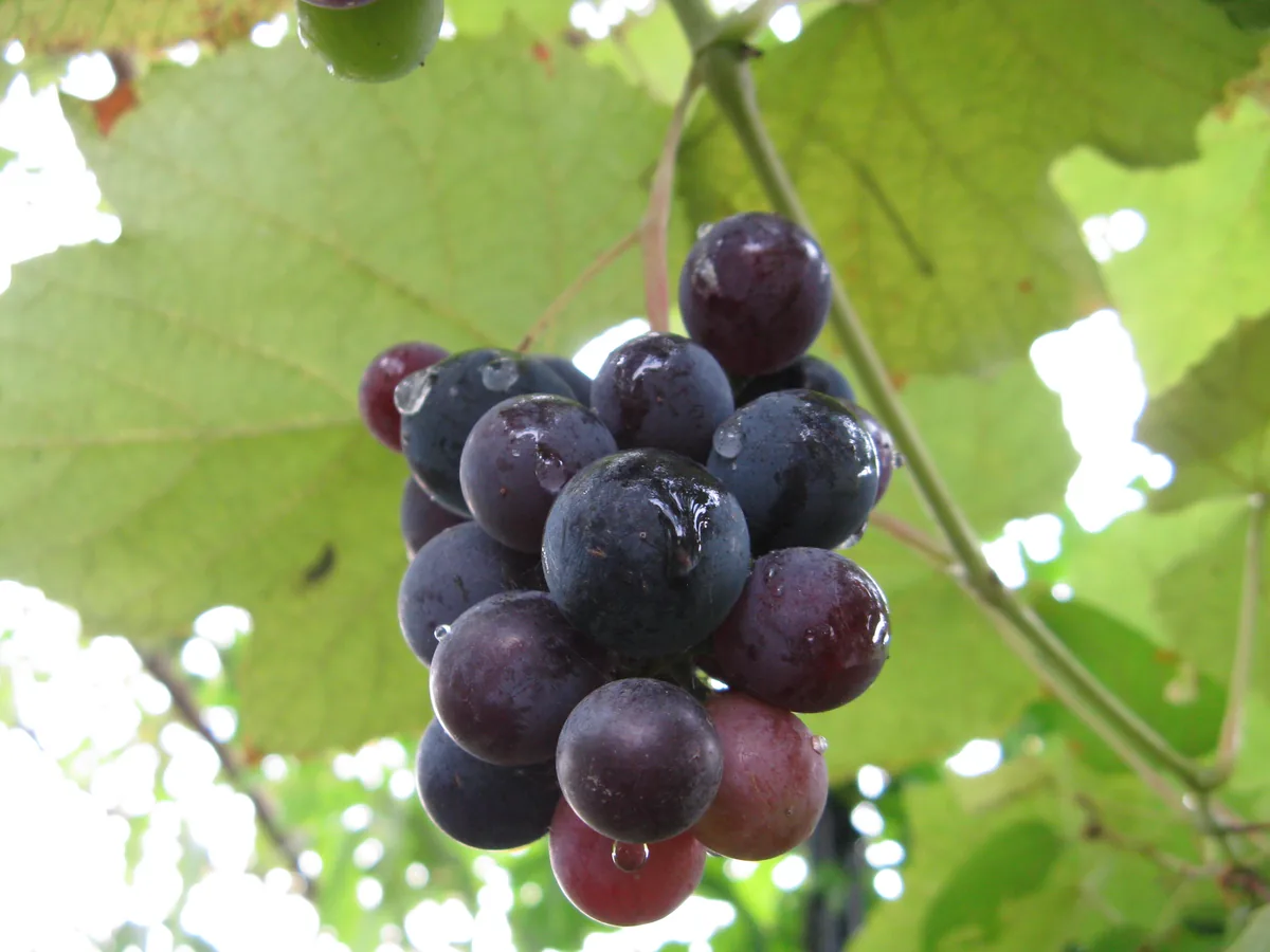 Grape (Pinot Noir), photograph