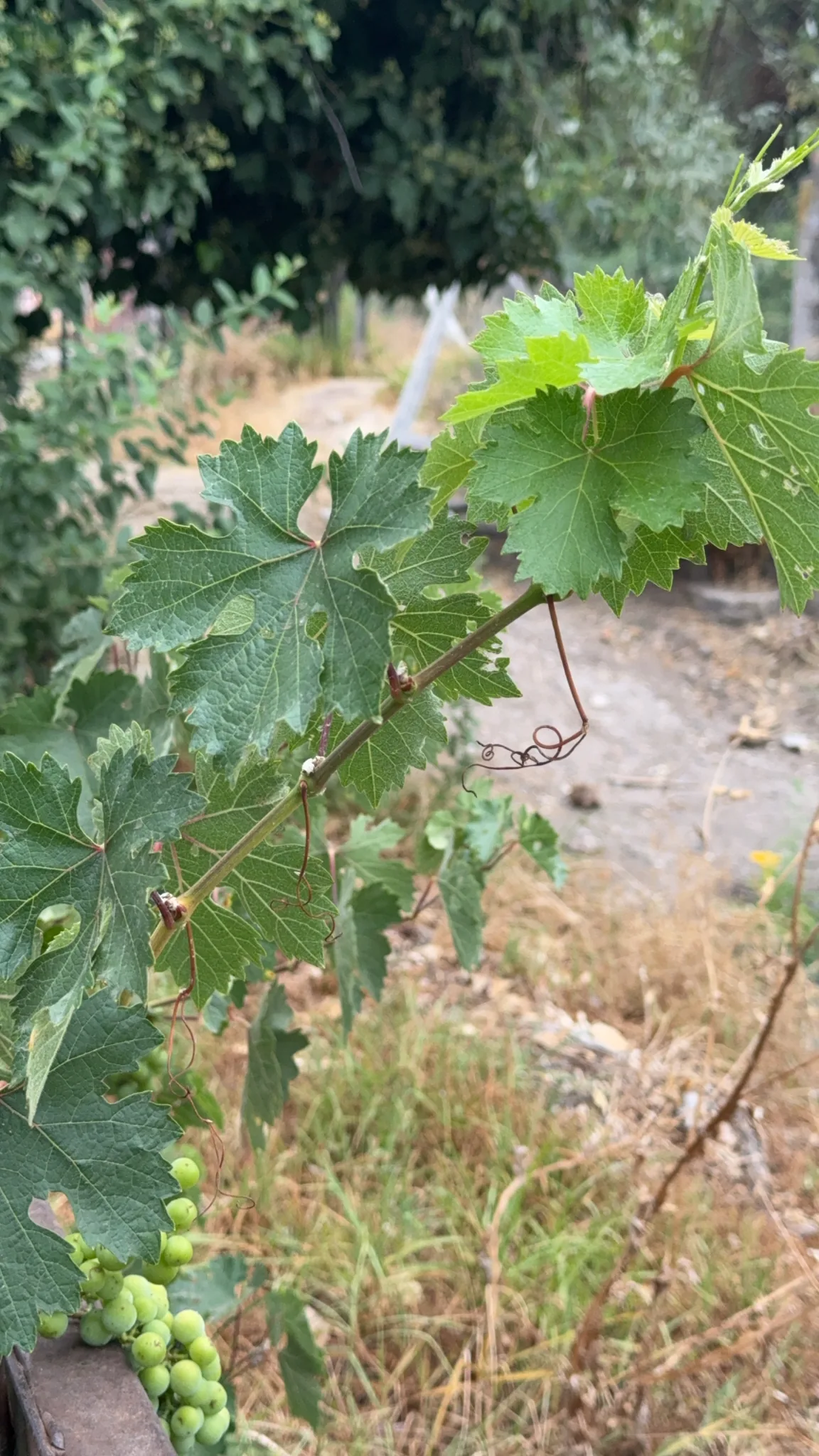 grape (Vitis vinifera), photograph