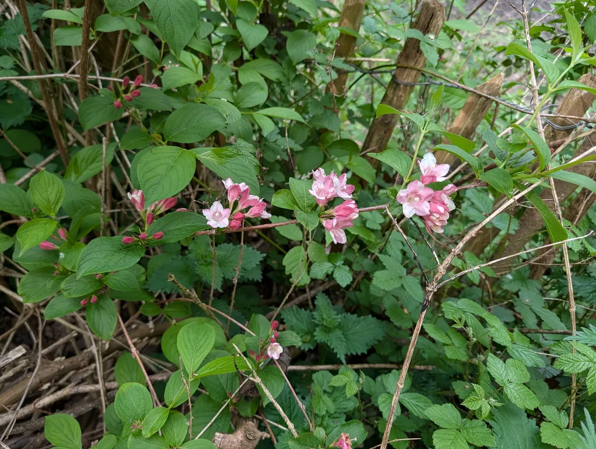 weigela (Weigela florida), photograph