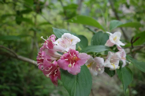 weigela (Weigela florida), photograph