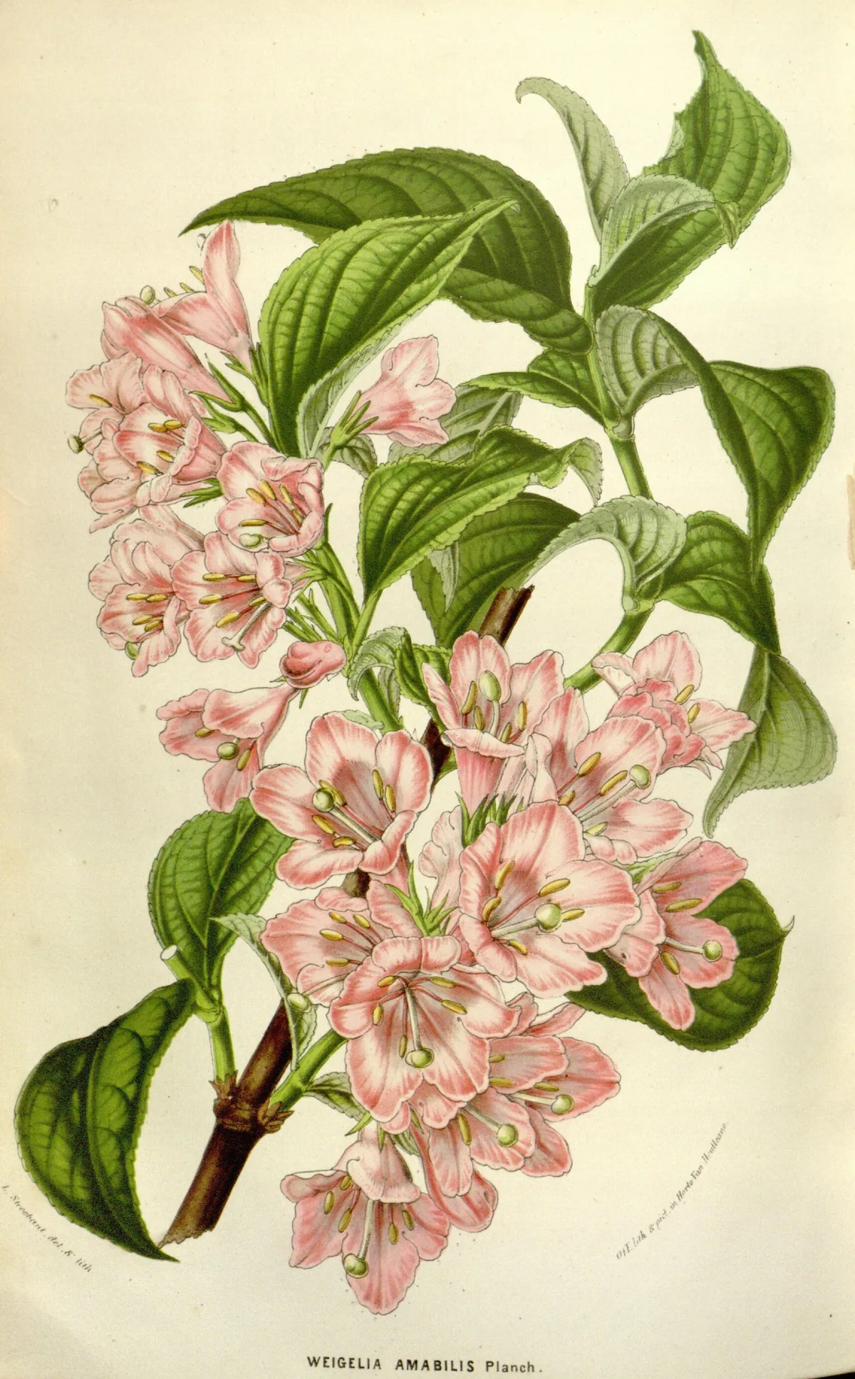 weigela (Weigela florida), botanical illustration