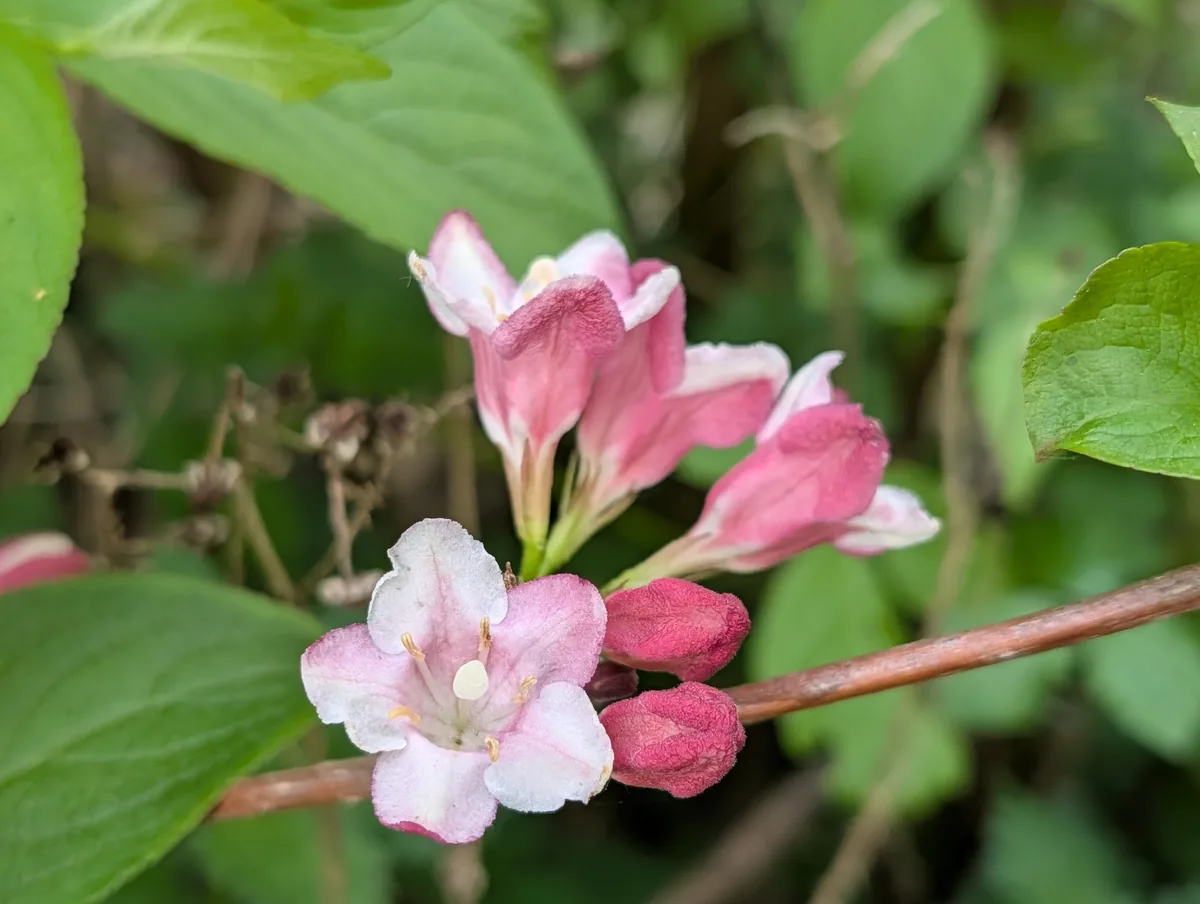 Photo: Piermario Maculan, via iNaturalist · CC0 · via GBIF weigela (Weigela florida), photograph