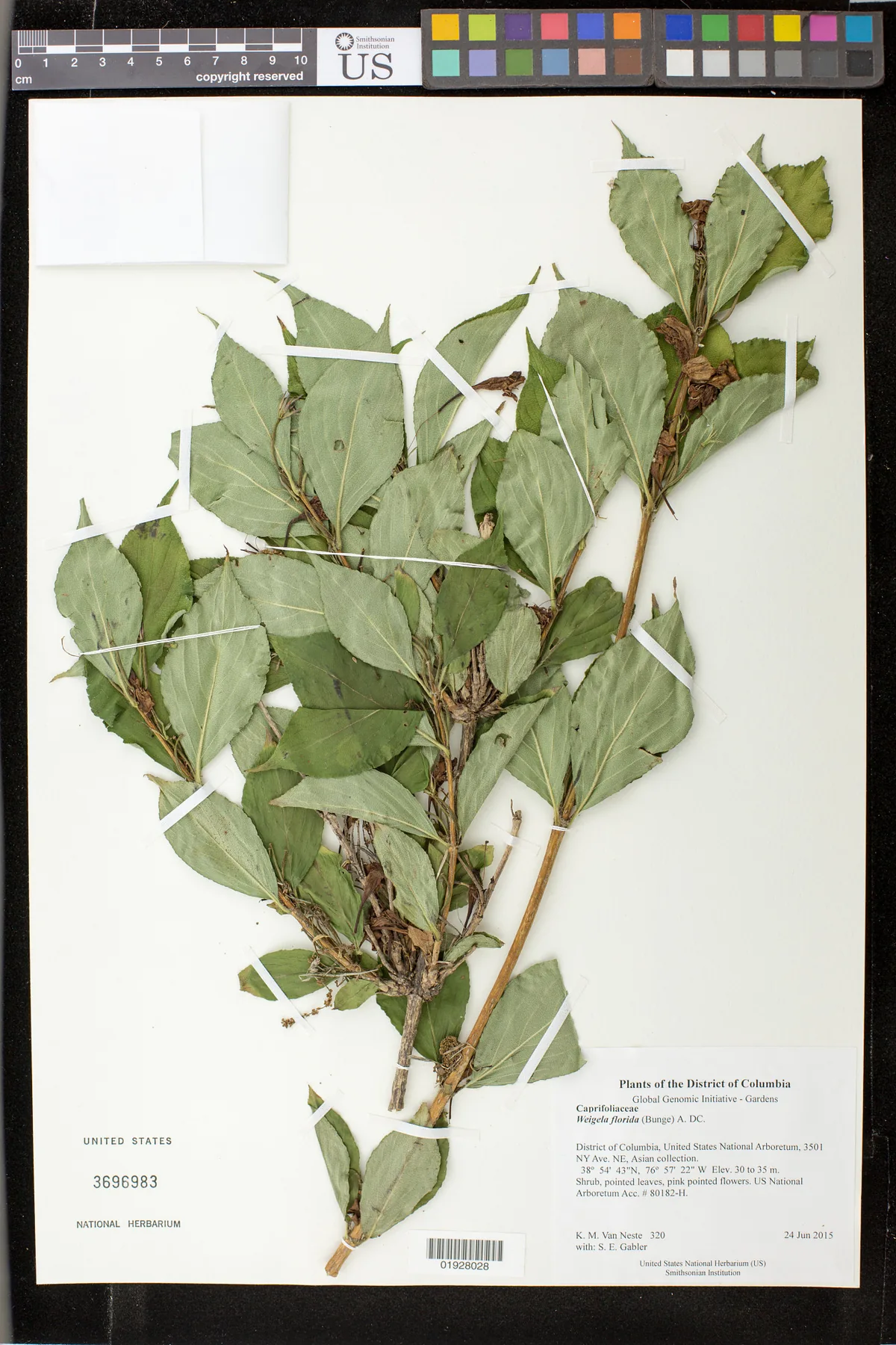 weigela (Weigela florida), photograph