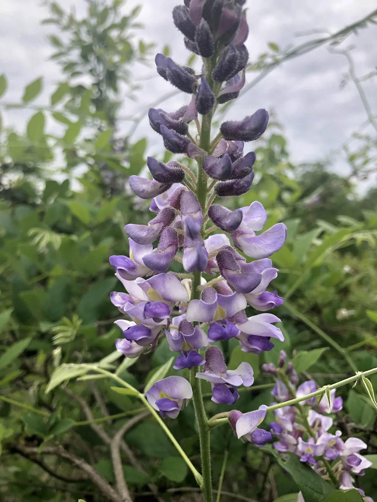 Wisteria (Wisteria frutescens), photograph