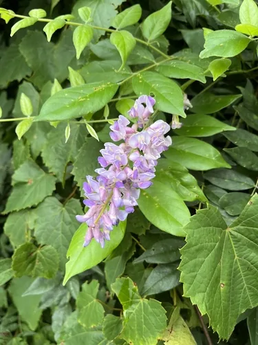 Photo: (c) Emily Franzen, some rights reserved (CC BY) · cc-by · via iNaturalist Wisteria (Wisteria frutescens), photograph