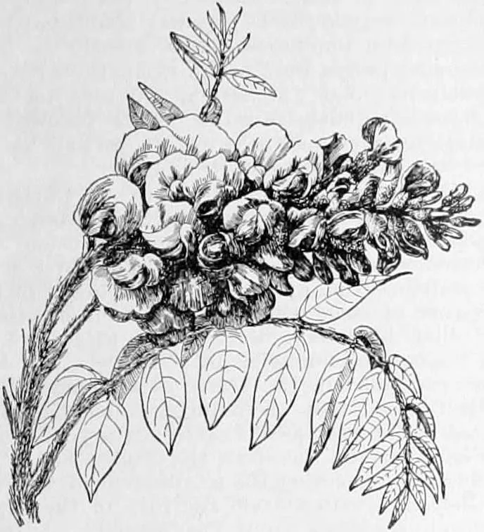 Wisteria (Wisteria frutescens), botanical illustration