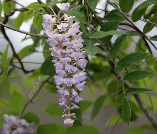 Photo: (c) Lauren McLaurin, some rights reserved · CC BY · via iNaturalist wisteria (Wisteria frutescens), photograph