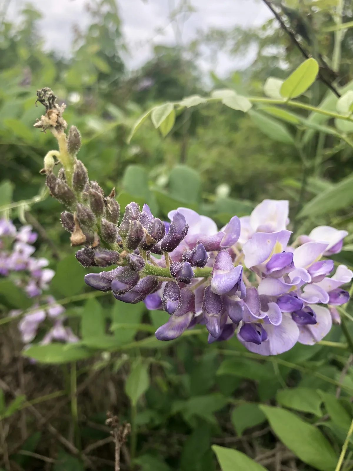 Wisteria (Wisteria frutescens), photograph