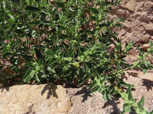 ashwagandha (Withania somnifera), photograph