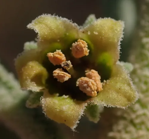 ashwagandha (Withania somnifera), photograph