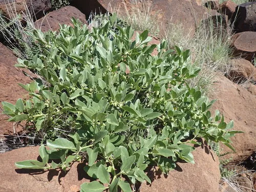 ashwagandha (Withania somnifera), photograph