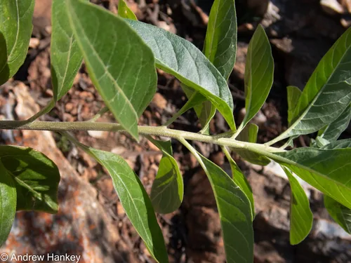 Photo: (c) Andrew Hankey, some rights reserved · CC BY-SA · via iNaturalist ashwagandha (Withania somnifera), photograph