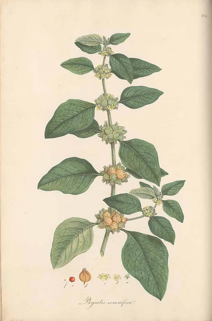 ashwagandha (Withania somnifera), botanical illustration