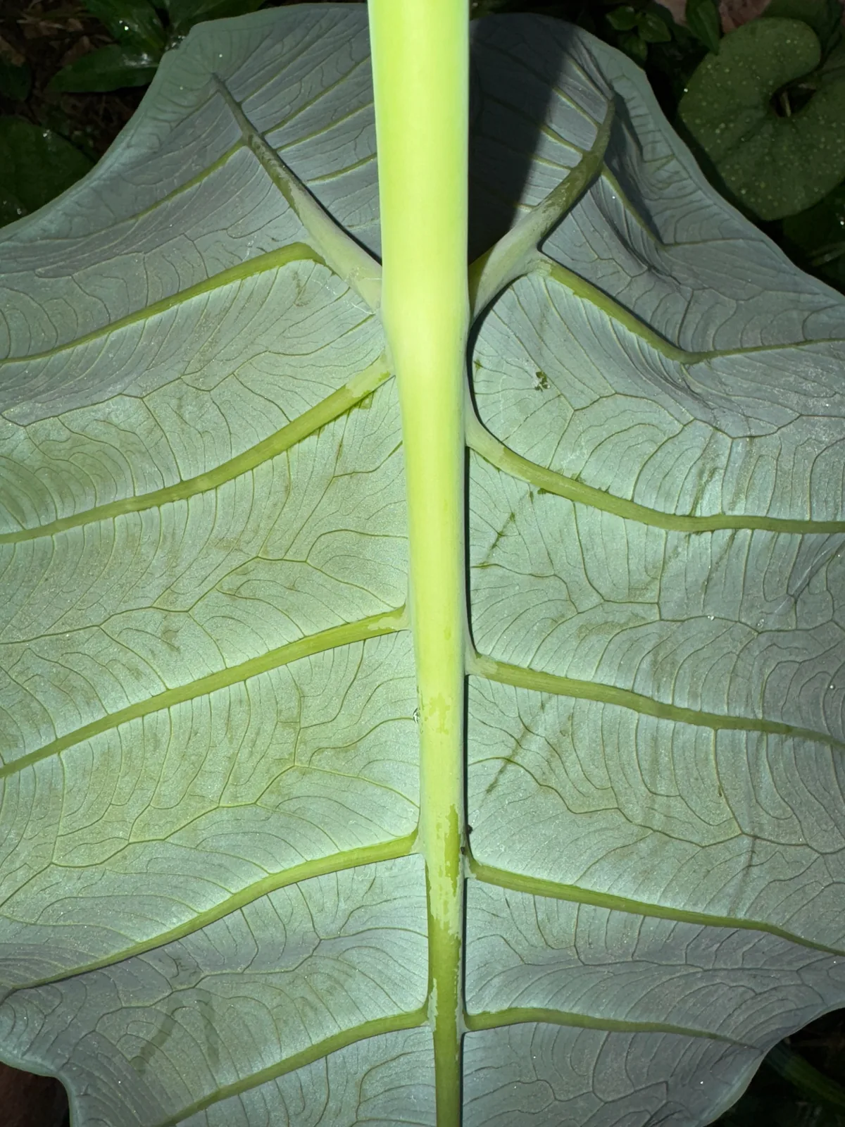 malanga (Xanthosoma sagittifolium), photograph
