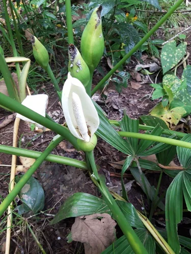malanga (Xanthosoma sagittifolium), photograph