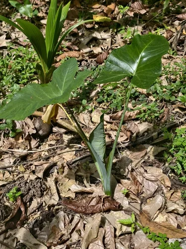 malanga (Xanthosoma sagittifolium), photograph