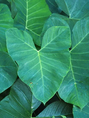 malanga (Xanthosoma sagittifolium), photograph