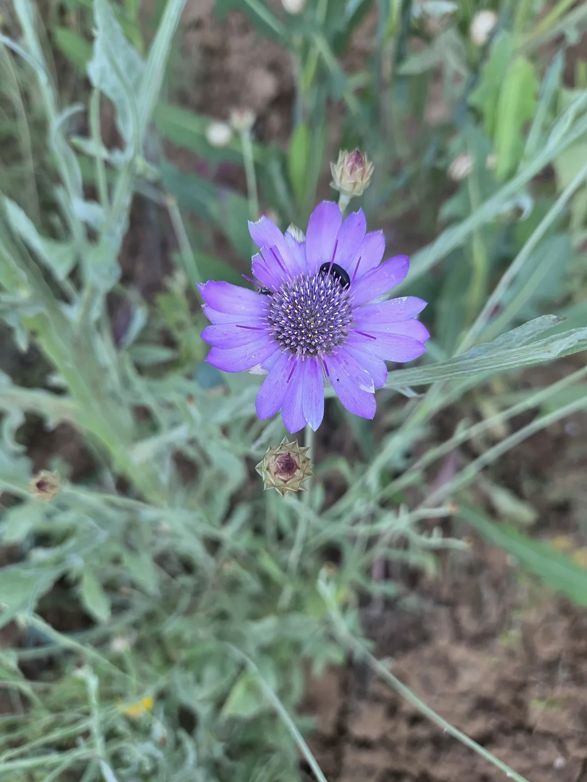 xeranthemum (Xeranthemum annuum), photograph
