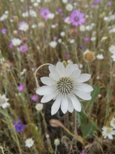 xeranthemum (Xeranthemum annuum), photograph