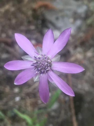 Photo: (c) Максим Шумских, some rights reserved · CC BY · via iNaturalist xeranthemum (Xeranthemum annuum), photograph