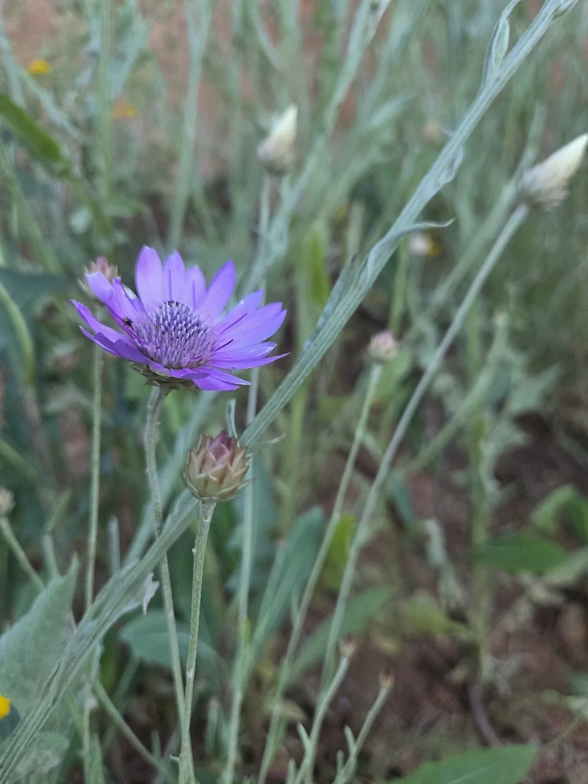 xeranthemum (Xeranthemum annuum), photograph