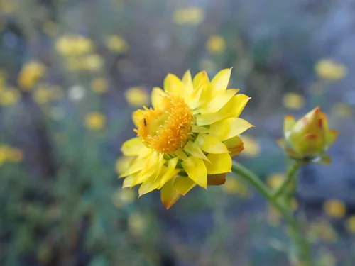 Photo: (c) Nina Kerr, some rights reserved · CC BY · via iNaturalist strawflower (Xerochrysum bracteatum), photograph